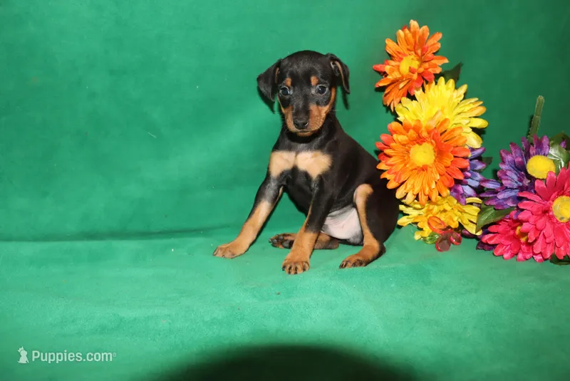 Rosco – Miniature Pinscher puppy for sale in Harrisonburg, VA