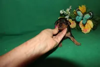 Rosco, a male Miniature Pinscher for sale in Harrisonburg, VA – Photo 4 of 6