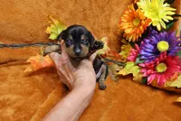 Gator, a male Miniature Pinscher for sale in Harrisonburg, VA – 5 of 7