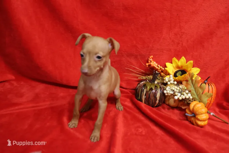 Kala – Miniature Pinscher puppy for sale in Harrisonburg, VA