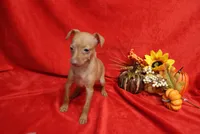 Kala, a female Miniature Pinscher for sale in Harrisonburg, VA – 1 of 5