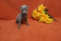 Cali, a female Miniature Pinscher for sale in Harrisonburg, VA – 5 of 7