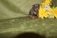 Rosco, a female Miniature Pinscher for sale in Harrisonburg, VA – 4 of 7
