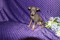 Blue Boy, a male Miniature Pinscher for sale in Harrisonburg, VA – 3 of 8
