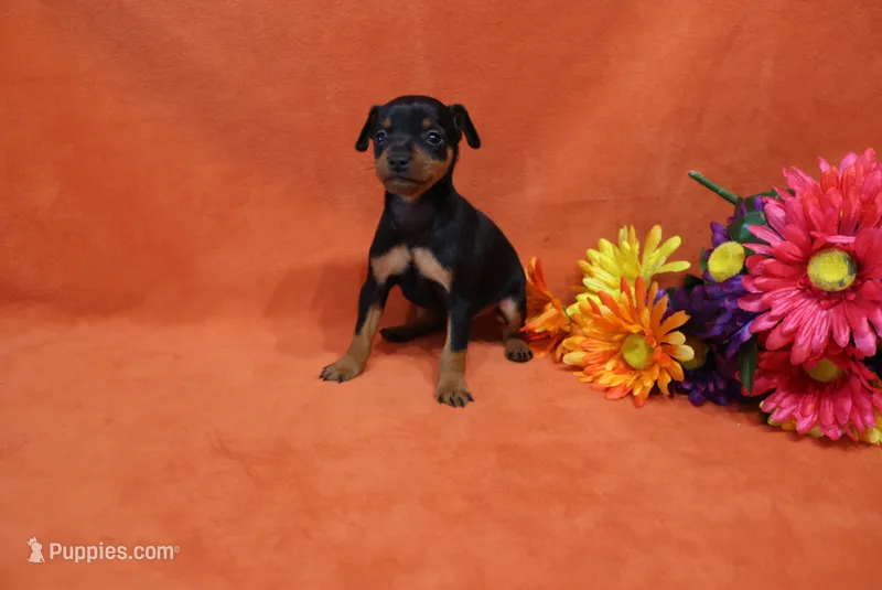 Bebe – Miniature Pinscher puppy for sale in Harrisonburg, VA