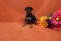Bebe, a female Miniature Pinscher for sale in Harrisonburg, VA – 1 of 8