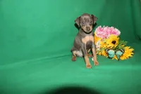 Allie, a female Miniature Pinscher for sale in Harrisonburg, VA – 7 of 9