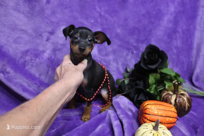 Clifford – Miniature Pinscher puppy for sale in Harrisonburg, VA