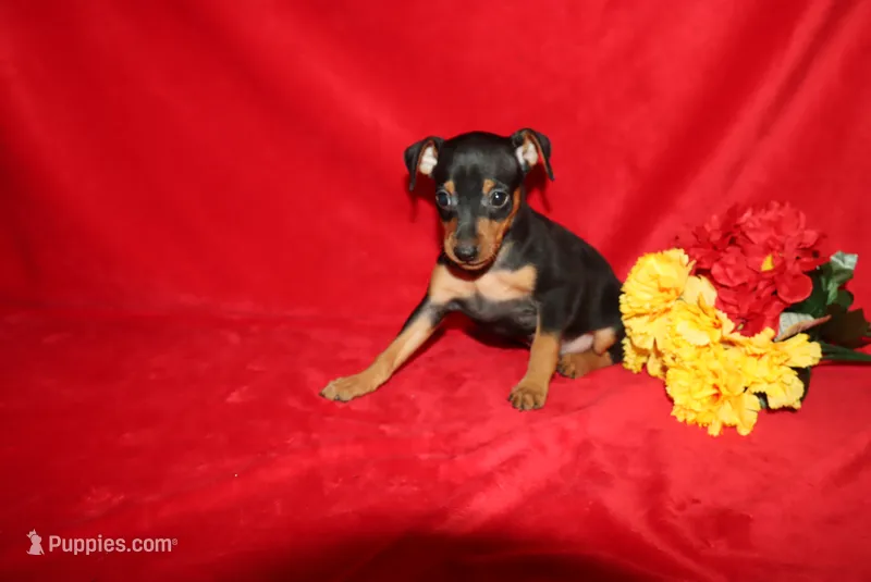 Romeo – Miniature Pinscher puppy for sale in Harrisonburg, VA