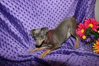 Ella, a female Miniature Pinscher for sale in Harrisonburg, VA – 4 of 6