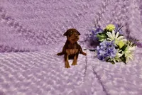 Diesel, a male Miniature Pinscher for sale in Harrisonburg, VA – 3 of 8