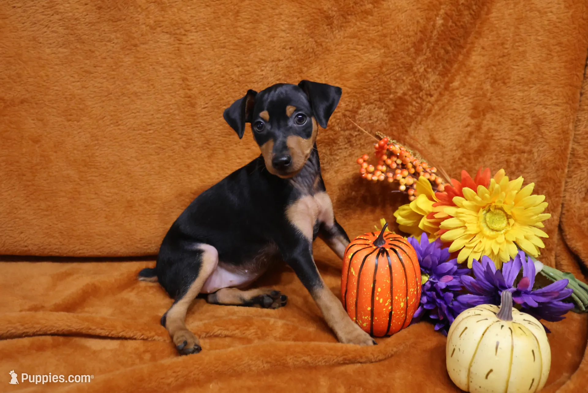 Mable, a female Miniature Pinscher for sale in Harrisonburg, VA – 1 of 8