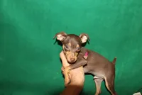 Sam, a male Miniature Pinscher for sale in Harrisonburg, VA – 2 of 6