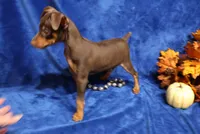 Taco, a male Miniature Pinscher for sale in Harrisonburg, VA – 7 of 7