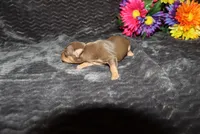 Lucy, a female Miniature Pinscher for sale in Harrisonburg, VA – 4 of 7