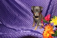 Ella, a female Miniature Pinscher for sale in Harrisonburg, VA – 2 of 6