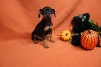 Pluto, a male Miniature Pinscher for sale in Harrisonburg, VA – 6 of 6