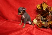 Mickey, a male Miniature Pinscher for sale in Harrisonburg, VA – 9 of 9