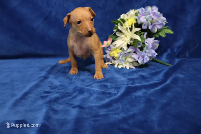 storm – Miniature Pinscher puppy for sale in Harrisonburg, VA