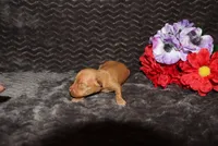 Ella, a female Miniature Pinscher for sale in Harrisonburg, VA – 7 of 8
