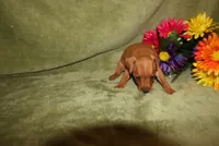 Meg, a female Miniature Pinscher for sale in Harrisonburg, VA – 2 of 7