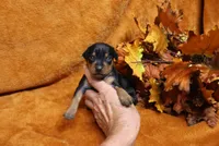 Stitch, a male Miniature Pinscher for sale in Harrisonburg, VA – 4 of 5