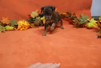 Nacho, a male Miniature Pinscher for sale in Harrisonburg, VA – 6 of 7