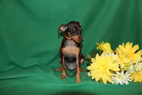 Duke, a male Miniature Pinscher for sale in Harrisonburg, VA – 7 of 7