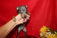 --Blue Boy, a male Miniature Pinscher for sale in Harrisonburg, VA – 3 of 7