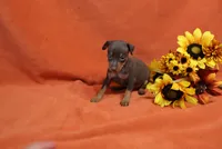 Taco, a male Miniature Pinscher for sale in Harrisonburg, VA – 2 of 7