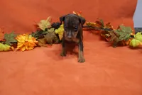 Nacho, a male Miniature Pinscher for sale in Harrisonburg, VA – 7 of 7
