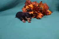Blair, a female Miniature Pinscher for sale in Harrisonburg, VA – 2 of 7