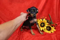 Daisy, a female Miniature Pinscher for sale in Harrisonburg, VA – 7 of 7