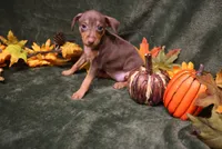 Raisin, a female Miniature Pinscher for sale in Harrisonburg, VA – 5 of 8