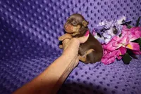 Thor, a male Miniature Pinscher for sale in Harrisonburg, VA – 3 of 6