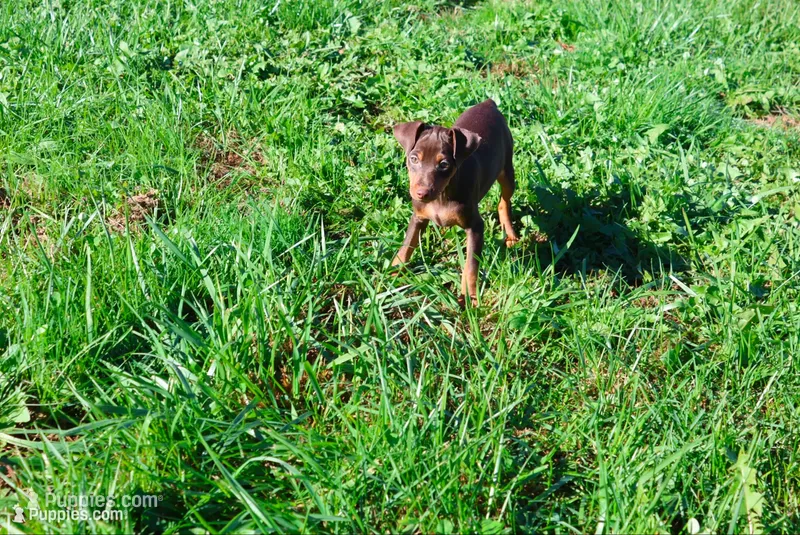 Nacho--Halloween Special – Miniature Pinscher puppy for sale in Harrisonburg, VA