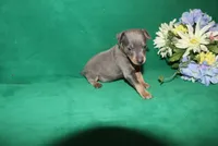 Blue Boy, a male Miniature Pinscher for sale in Harrisonburg, VA – Photo 2 of 6