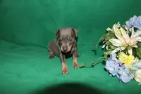 Blue Boy, a male Miniature Pinscher for sale in Harrisonburg, VA – Photo 4 of 6