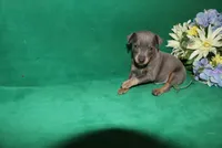 Blue Boy, a male Miniature Pinscher for sale in Harrisonburg, VA – Photo 5 of 6
