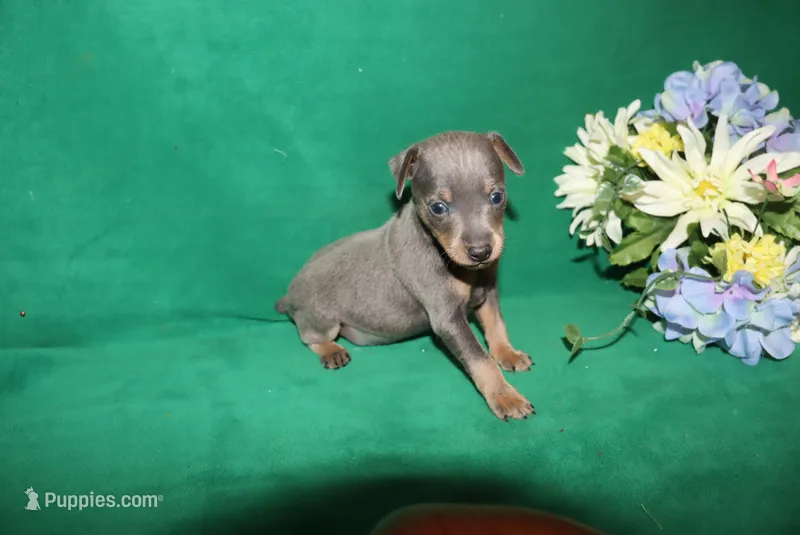 Blue Boy – Miniature Pinscher puppy for sale in Harrisonburg, VA