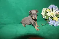 Blue Boy, a male Miniature Pinscher for sale in Harrisonburg, VA – Photo 1 of 6