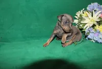Blue Boy, a male Miniature Pinscher for sale in Harrisonburg, VA – Photo 6 of 6