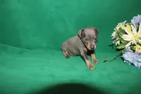Blue Boy, a male Miniature Pinscher for sale in Harrisonburg, VA – Photo 3 of 6
