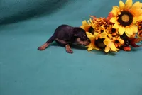 Wennie, a female Miniature Pinscher for sale in Harrisonburg, VA – 5 of 7
