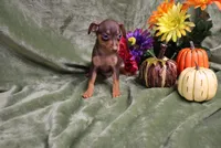 Mack, a male Miniature Pinscher for sale in Harrisonburg, VA – 10 of 10
