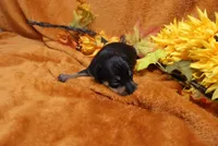 Foxy, a female Miniature Pinscher for sale in Harrisonburg, VA – 3 of 5