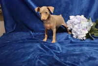 Dolly, a female Miniature Pinscher for sale in Harrisonburg, VA – 6 of 6