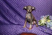 Blue Boy, a male Miniature Pinscher for sale in Harrisonburg, VA – 6 of 8