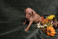 Harley--Halloween Special, a male Miniature Pinscher for sale in Harrisonburg, VA – 9 of 10