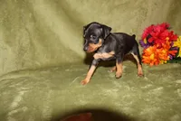 Roise, a female Miniature Pinscher for sale in Harrisonburg, VA – 8 of 8